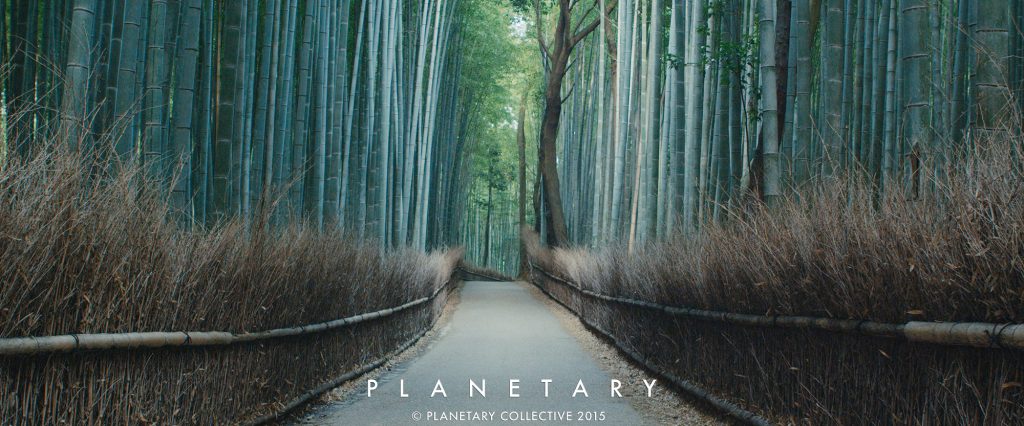 Bamboo forest, Kyoto (c) planetary collective